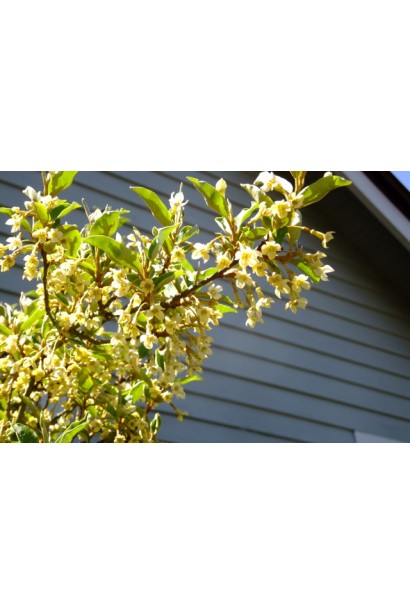 Лох багатоквітковий листя восени