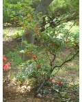 Гумі / Лох багатоквітковий | Гуми / Лох многоцветковый | Elaeagnus multiflora