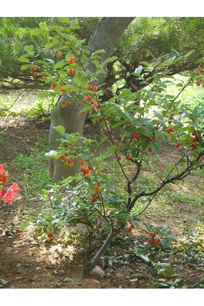 Elaeagnus multiflora