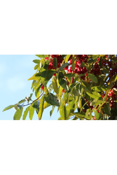 Гумі / Лох багатоквітковий