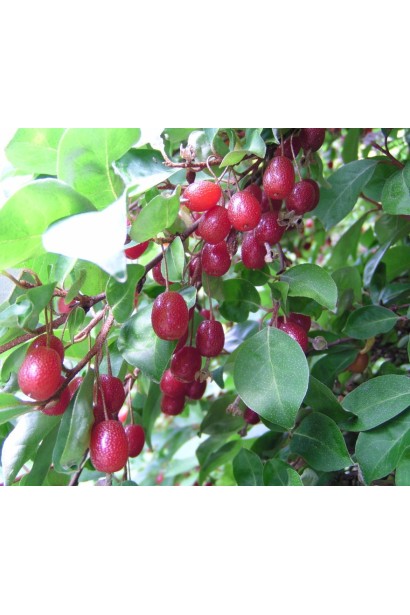 Лох багатоквітковий червоні ягоди