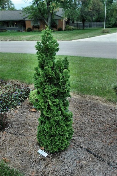 Туя західна Спіраліс