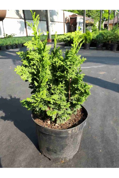 Туя західна Спіраліс в контейнері