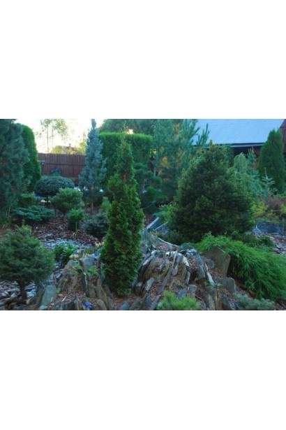 Декоративна туя Спіраліс із витонченим виглядом.