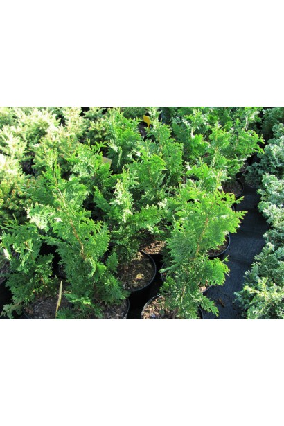 Туя Спіраліс із цікавою структурою гілок.