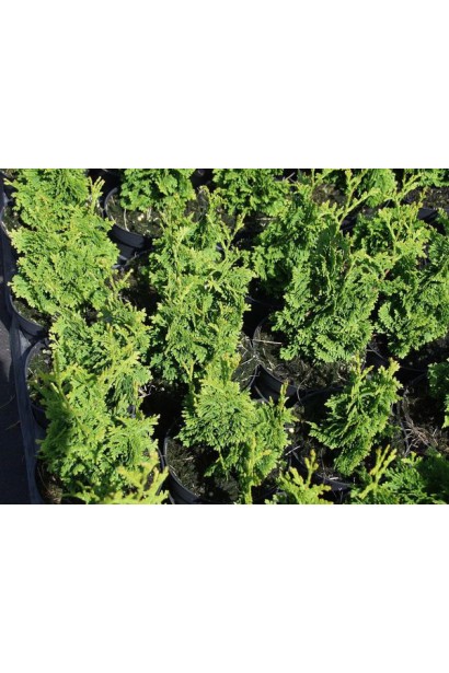 Thuja occidentalis Spiralis