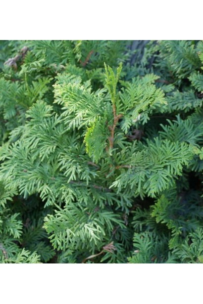 Туя Спіраліс із закрученою формою гілок.