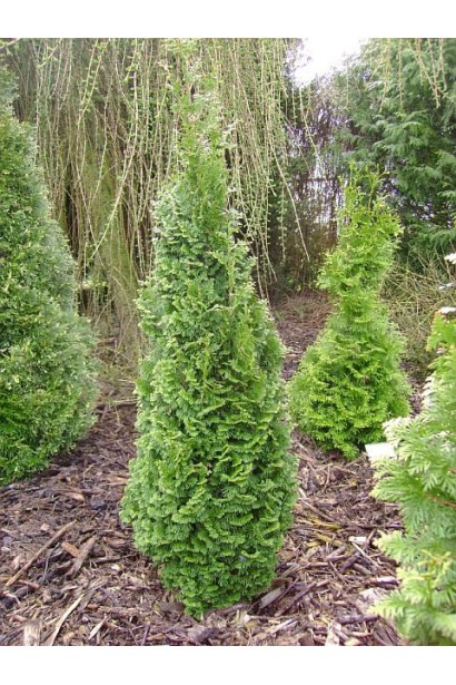 Туя Спіраліс як елемент вертикального озеленення.