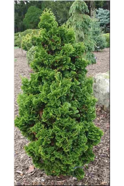 Хвоя туї Спіраліс створює ефект закрученості.