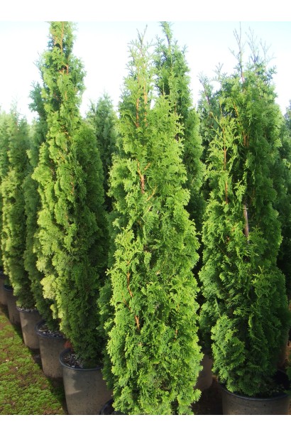 Туя Спіраліс із унікальним силуетом для живоплоту.