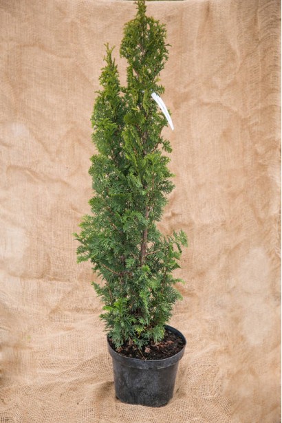 Оригінальна туя Спіраліс для незвичайного саду.