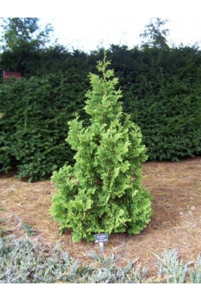 Унікальна спіральна туя Спіраліс для ландшафту.