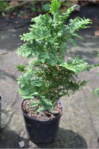 Вічнозелена туя Спіраліс із декоративною спіральною формою.