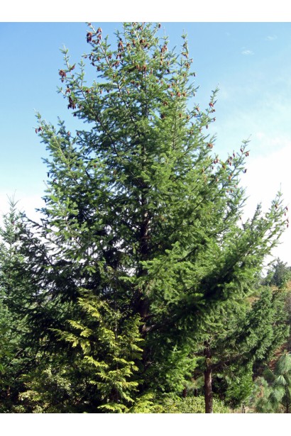 Псевдотсуга Мензіса/Дугласія 