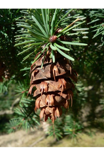 Шишки дугласії на дорослому дереві в осінній період.