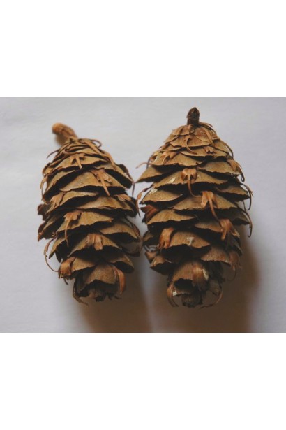 Декоративні шишки дугласії