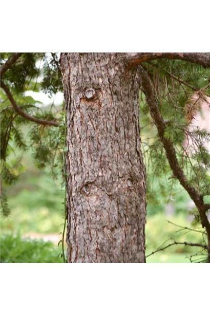 Стовбур псевдотсуги Мензіса