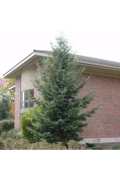 Псевдотсуга Мензіса ідеально підходить для великих садів.