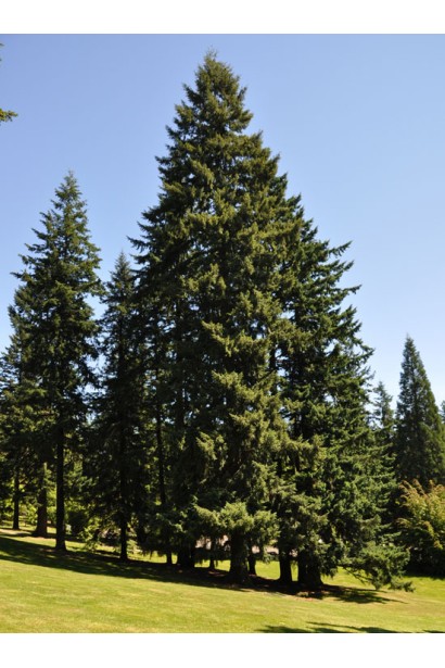 Велична псевдотсуга Мензіса у парку серед інших хвойних дерев.