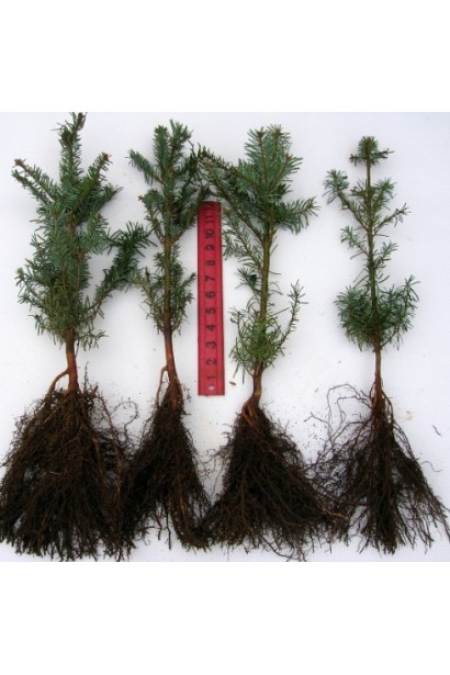 Саджанець псевдотсуги з міцним корінням для ландшафтного дизайну.