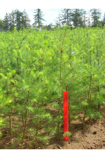 Pseudotsuga menziesii