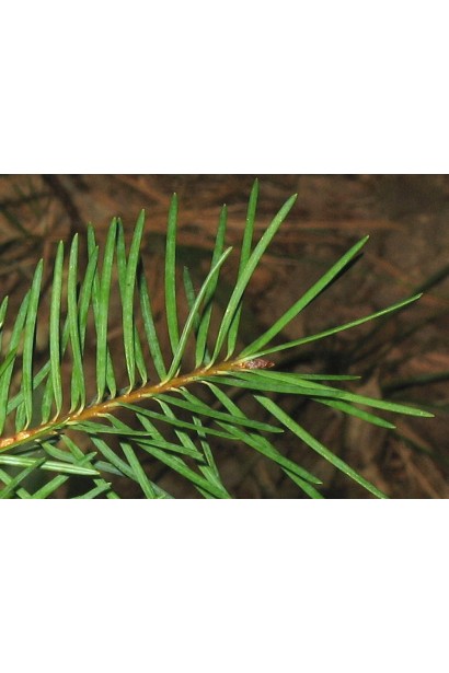 Псевдотсуга Мензіса/Дугласія 