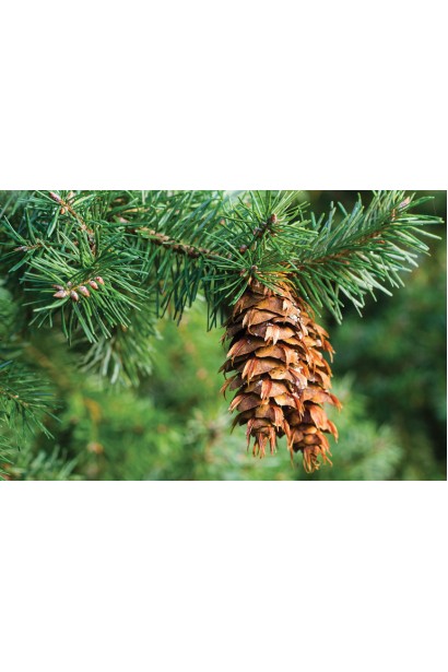 Хвоя псевдотсуги Мензіса з насиченим зеленим відтінком.