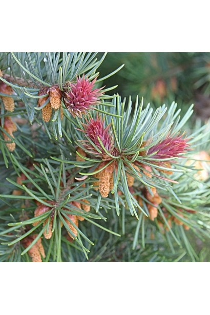 Хвоя псевдотсуги Мензіса з насиченим зеленим відтінком.
