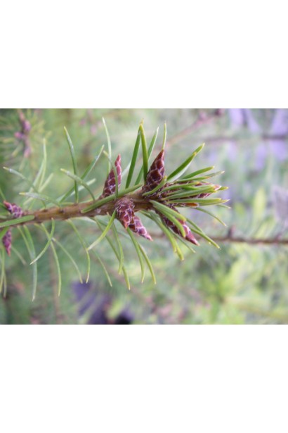 Pseudotsuga menziesii