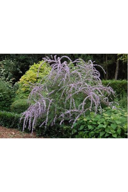 Буддлея очереднолистая в ландшафте