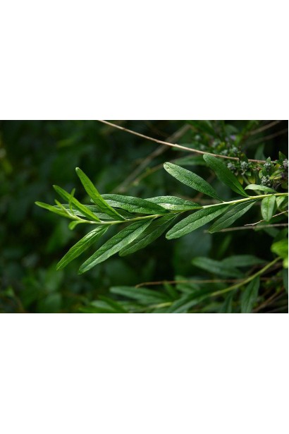 Узкие зеленые листья Будлеи очереднолистной