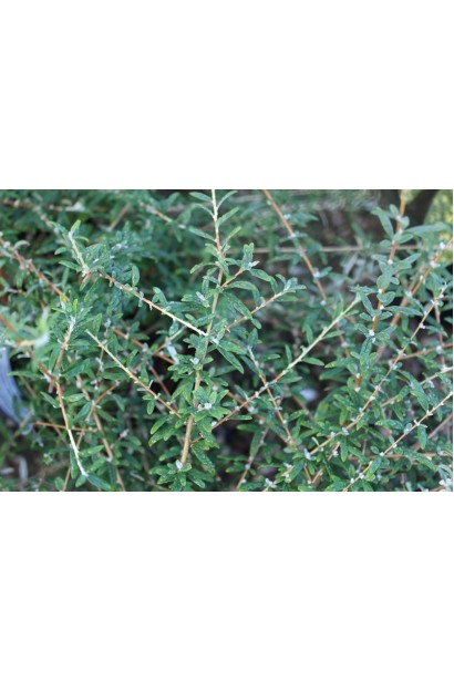  Buddleja alternifolia