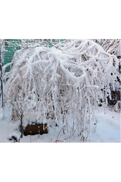 Буддлея очереднолистная заснеженный куст