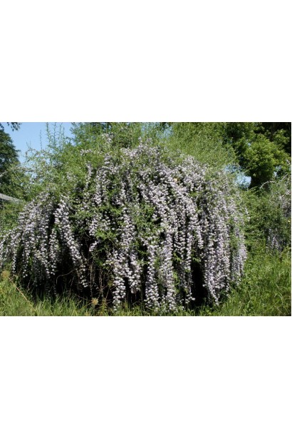 Буддлея очереднолистная широко раскидистый куст.