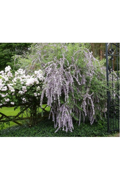 Буддлея очереднолистная ландшафтный дизайн