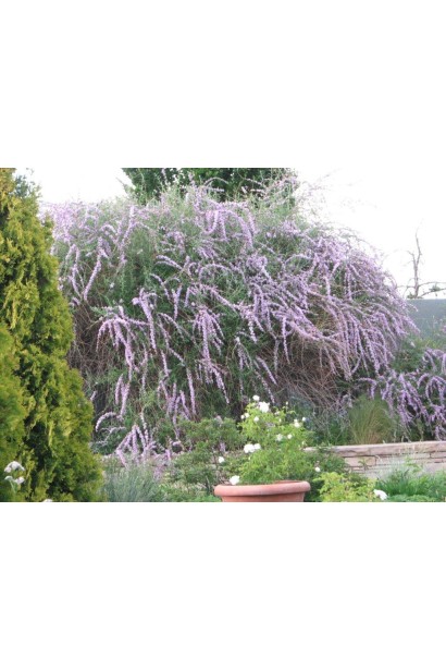 Буддлея очереднолистное обильное цветение