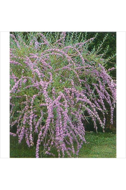 Буддлея очереднолистная гирлянды нежно-фиолетовых цветов.