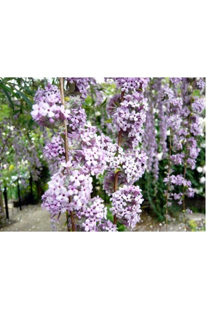 Мелкие светло-фиолетовые цветочки будле дежурнолистой