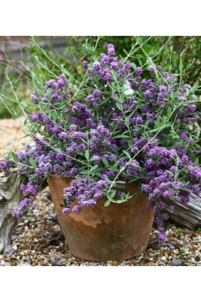 Буддлея очереднолистая в контейнере.