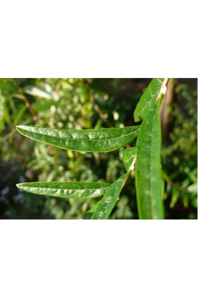 Buddleja alternifolia форма листьев