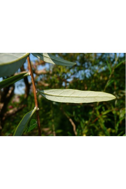 Буддлея очереднолистная серебристо-серая нижняя часть листьев.