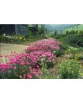 Армерия приморская Розеа (розовая) | Армерія приморська Розеа (рожева) | Armeria maritima Rosea