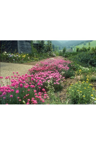 Армерия Розеа посадка вдоль дорожки