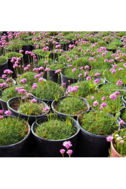 Армерия Розовая саженцы в горшках в садовом центре.