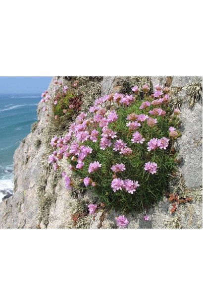 Армерия розовая на склонах морского побережья