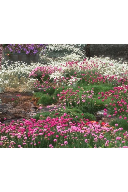 Армерия приморская Розеа в ландшафте