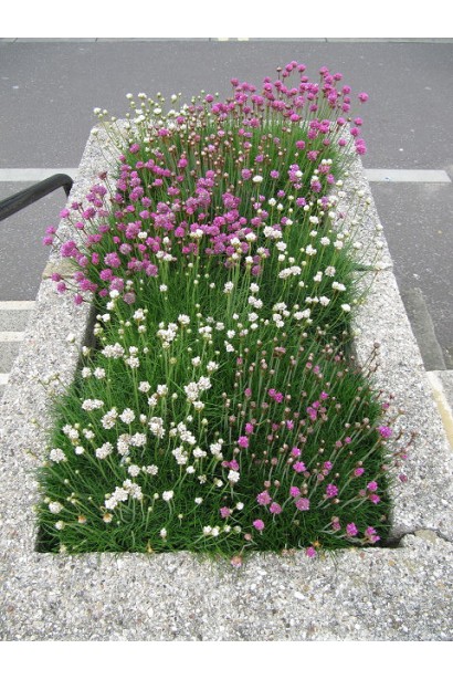 Армерия розовая и белая на клумбе.