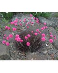 Армерия приморская Розеа (розовая) | Армерія приморська Розеа (рожева) | Armeria maritima Rosea