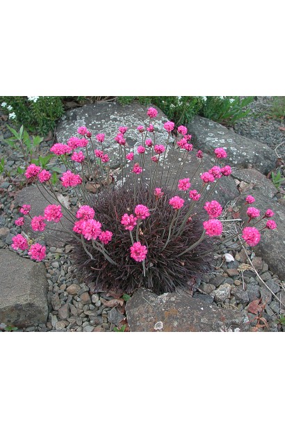 Армерия приморская Розеа (розовая)