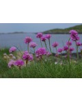 Армерія приморська Розеа (рожева) | Armeria maritima Rosea | Армерия приморская Розеа (розовая)